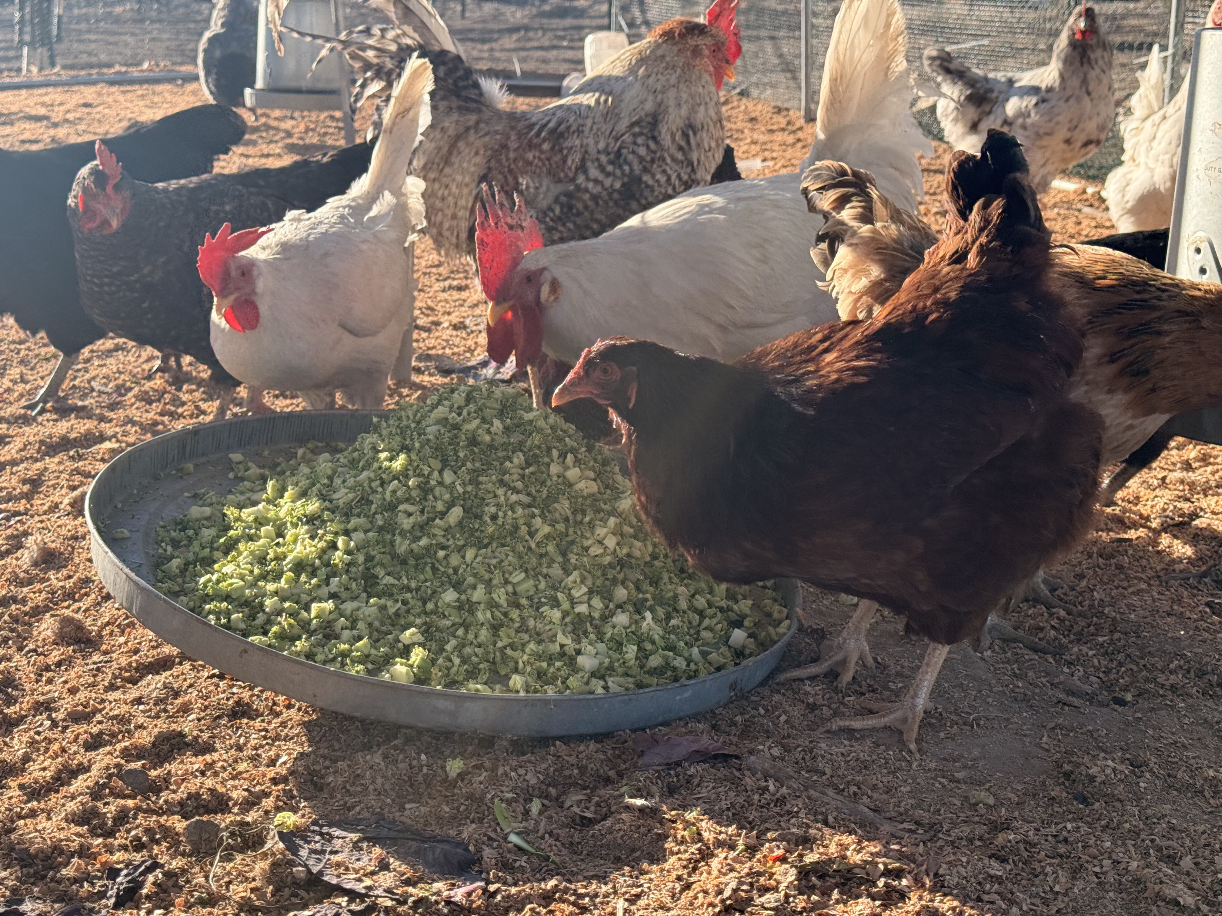 Chickens at Robinson Roots ranch