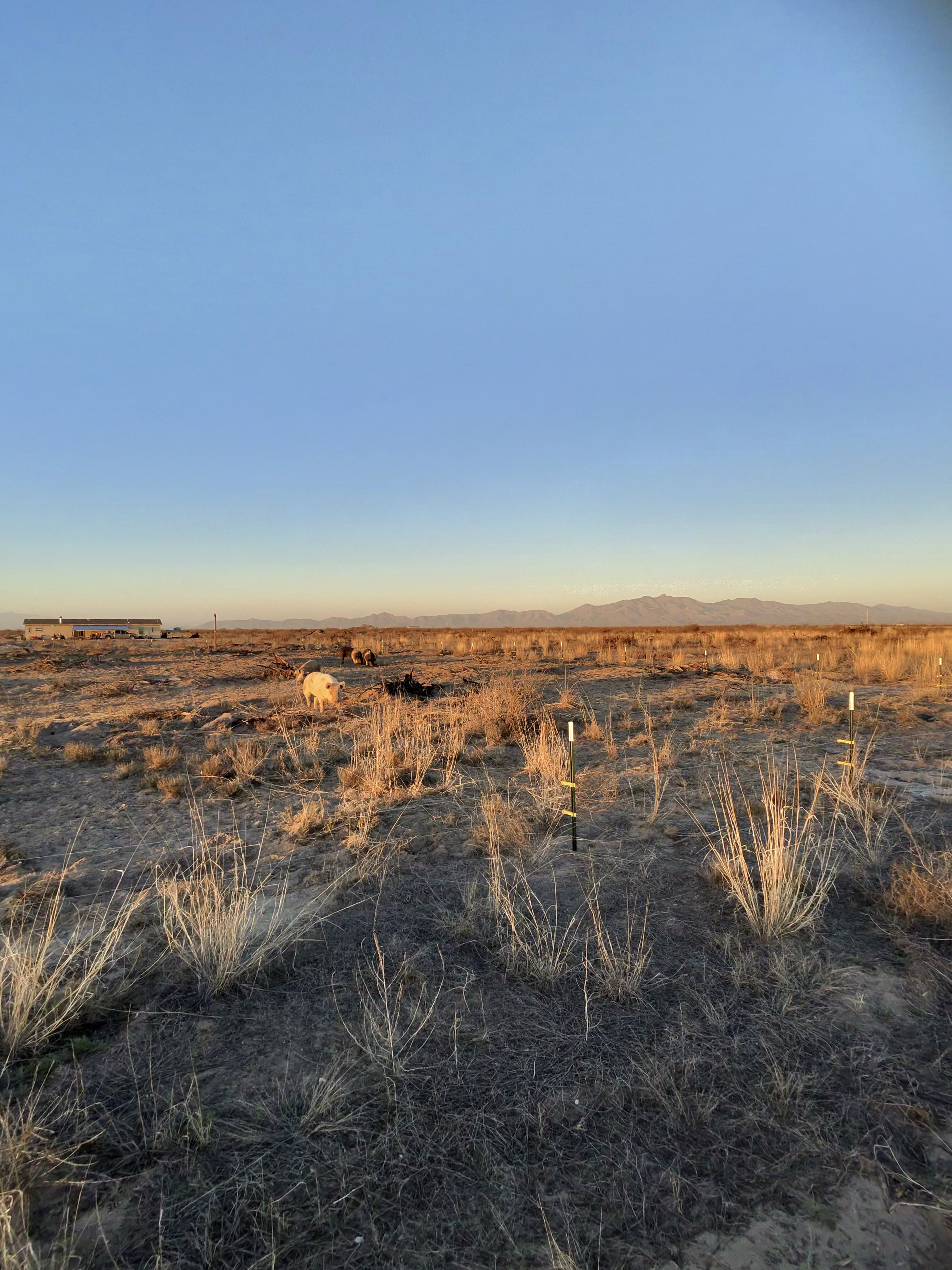 Outdoor land at Robinson Roots ranch