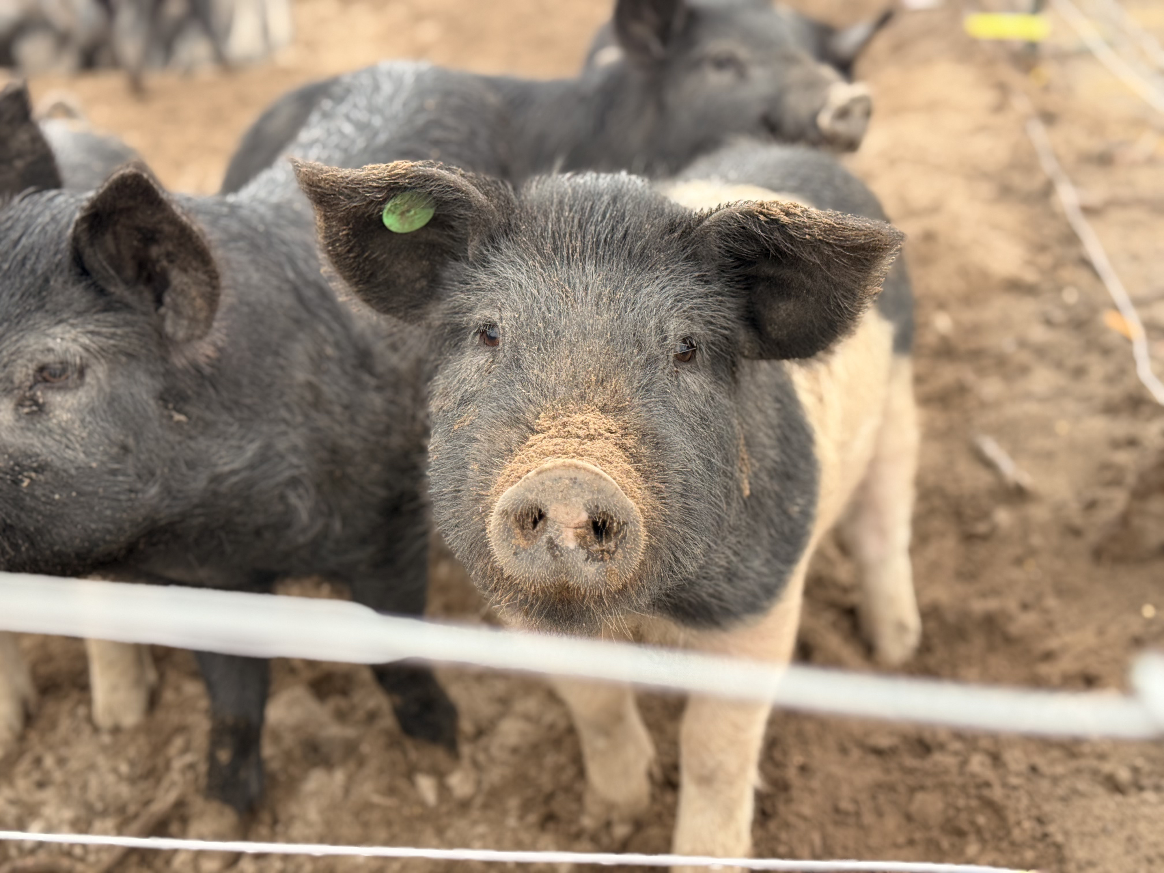 Pigs at Robinson Roots ranch