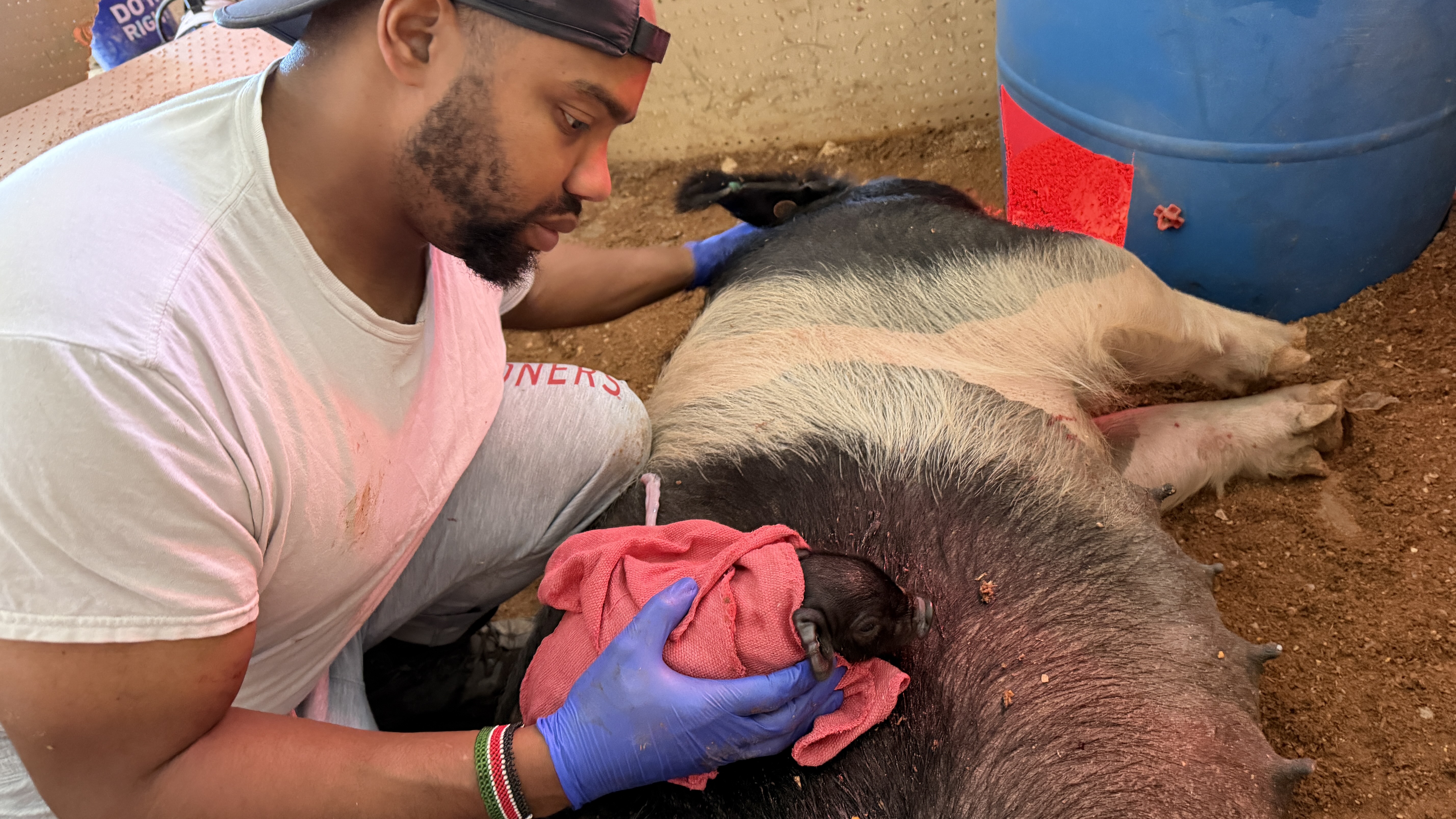 Animal care at Robinson Roots ranch