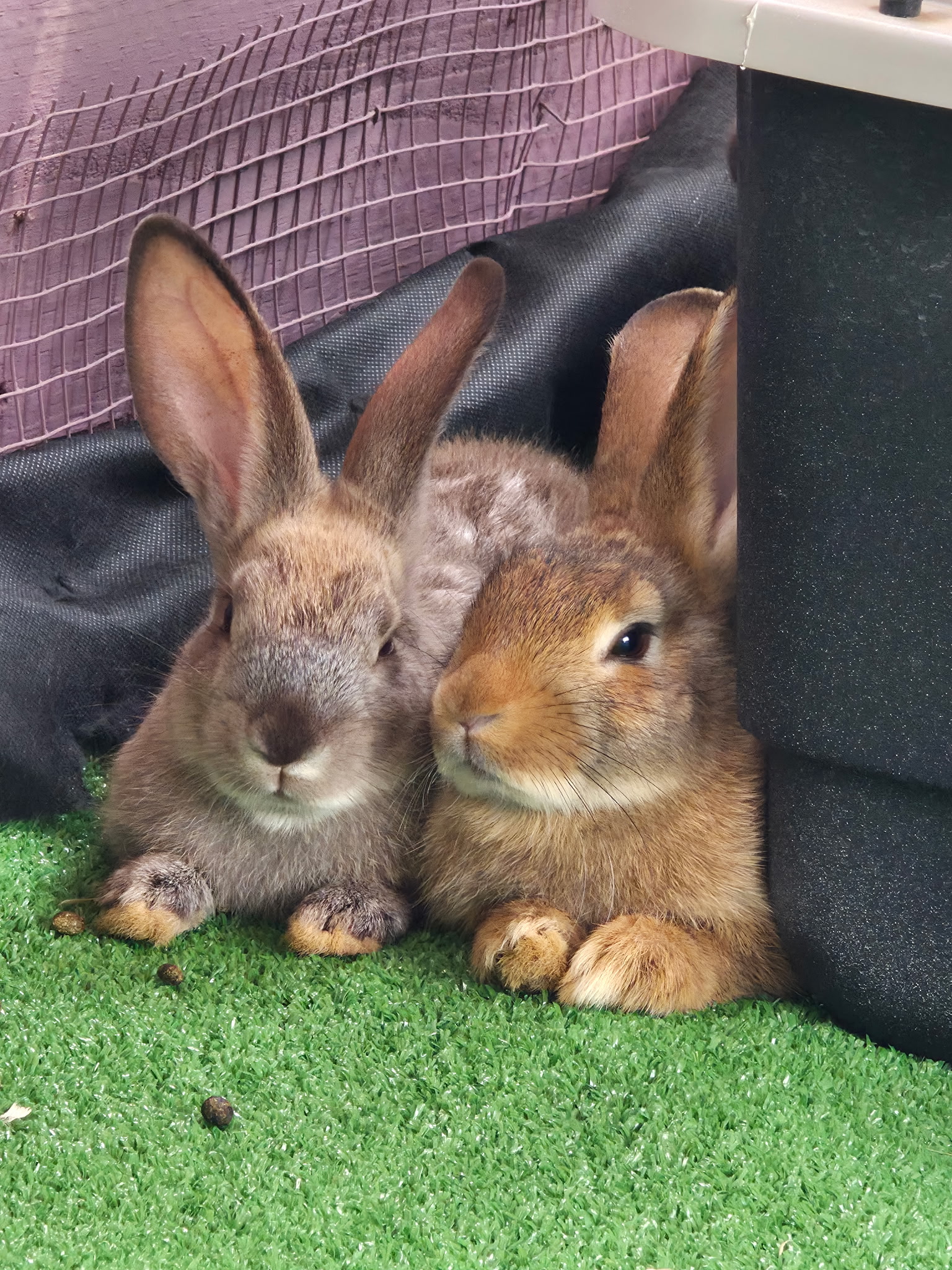 Bunnies at Robinson Roots